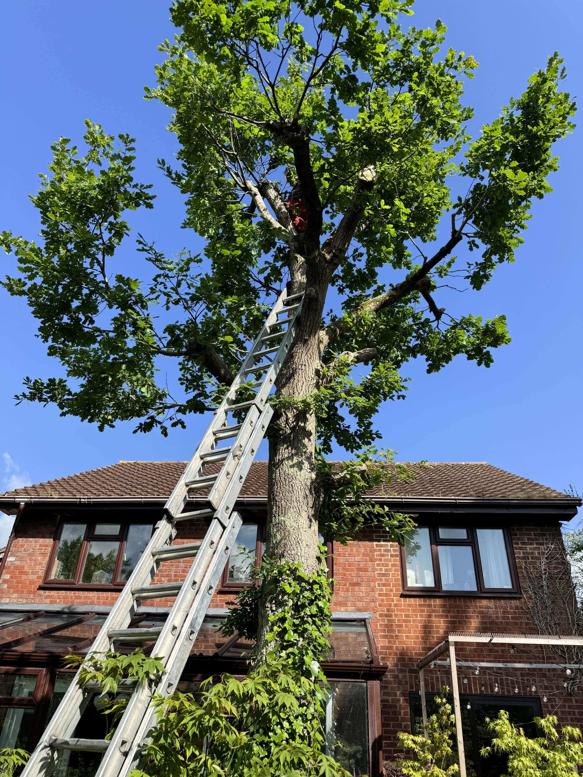 Arborists/Tree Services Kennington SE11
